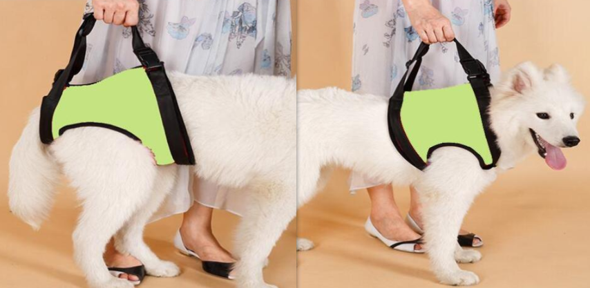 disabled dog strap, Golden Retriever support, pet auxiliary strap - available at Sparq Mart